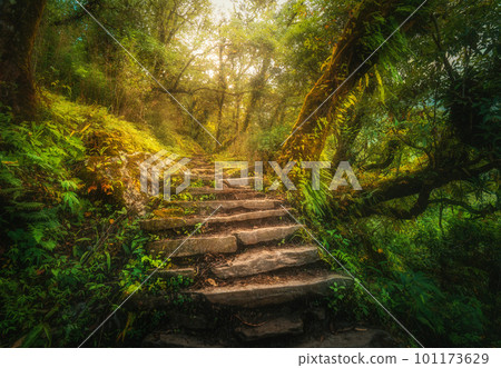 Stone steps in beautiful old tropical forest in fog at sunset 101173629