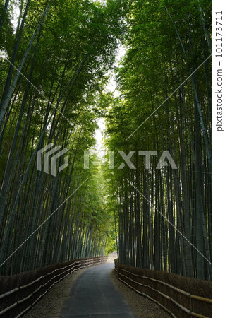 竹林垂直 竹林垂直 101173711