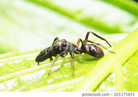 Arigmo (male) Arigmo (male) 101173841