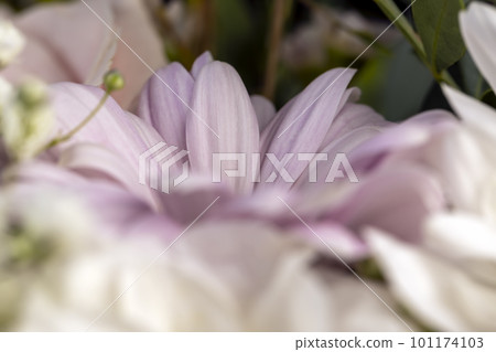 Close-up of flowers grown in winter and having some defects Close-up of flowers grown in winter and having some defects 101174103
