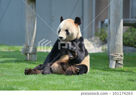 Eimei eating bamboo shoots appetizingly 101174263