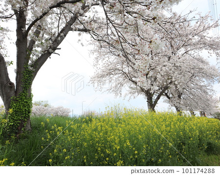 《Hiratsuka Shibuta River》Cherry blossoms and rape blossoms 《Hiratsuka Shibuta River》Cherry blossoms and rape blossoms 101174288