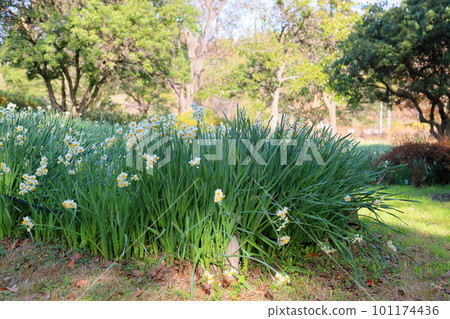 Narcissus flower 101174436