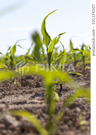 small green corn sprouts in the summer 101174507