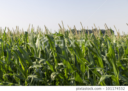 Green corn illuminated by sunlight 101174532