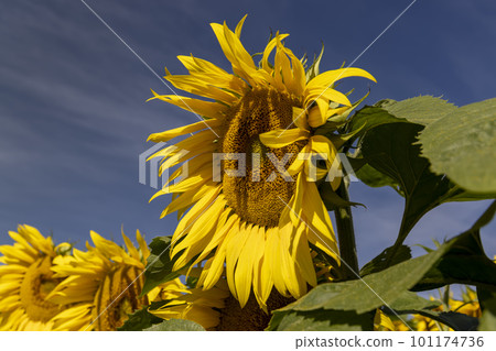 Sunflower field with flowers and bees Sunflower field with flowers and bees 101174736