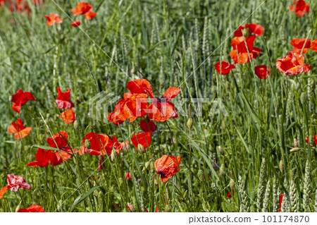 Red poppies on the field in the summer Red poppies on the field in the summer 101174870
