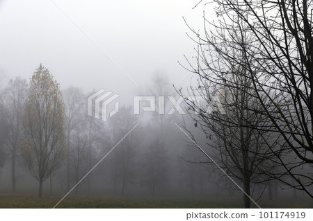 Bare deciduous trees in autumn cold weather 101174919