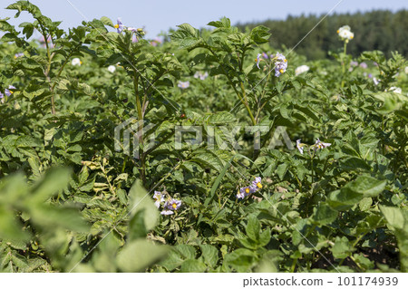 Green potato bushes in the field Green potato bushes in the field 101174939