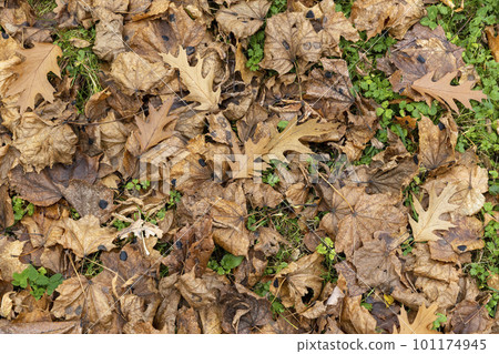Dull orange foliage on trees in autumn cloudy weather 101174945