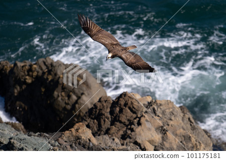 Osprey flying over the cape in autumn03 101175181