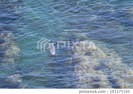 Cape resident black heron in spring 101175193