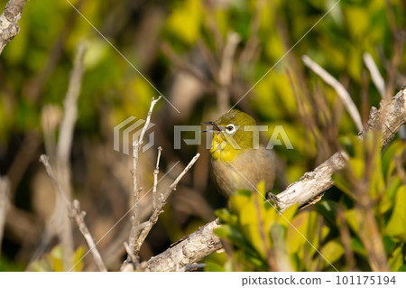 Small birds that pass the cape during migration in spring 01 101175194