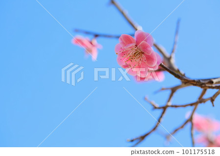 重瓣紅梅特寫【藍天背景】【盛開】 重瓣紅梅特寫【藍天背景】【盛開】 101175518