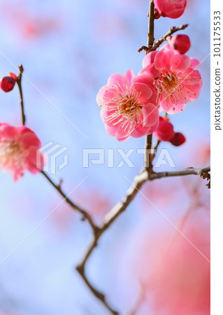 重瓣紅梅特寫【藍天背景】【盛開】 101175533