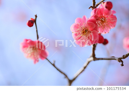 重瓣紅梅特寫【藍天背景】【盛開】 101175534