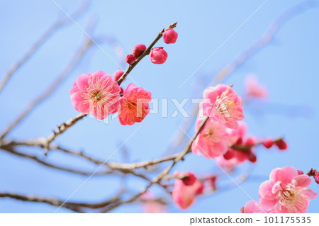 重瓣紅梅特寫【藍天背景】【盛開】 101175535