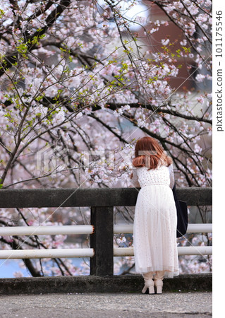 Woman looking at cherry blossoms in spring 101175546