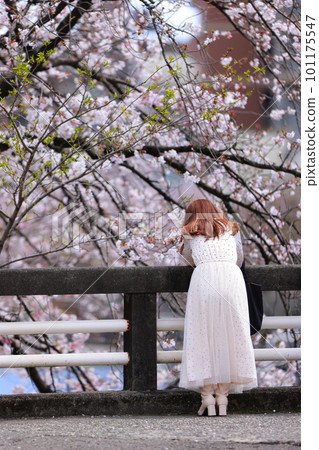 Woman looking at cherry blossoms in spring 101175547