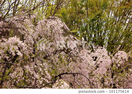 Weeping cherry blossoms and fresh greenery along the Myoshoji River (2) Weeping cherry blossoms and fresh greenery along the Myoshoji River (2) 101175614