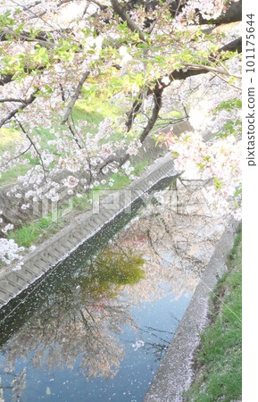 櫻花在水面上搖曳 櫻花在水面上搖曳 101175644