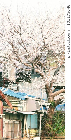 Cluttered houses and cherry blossoms Cluttered houses and cherry blossoms 101175646