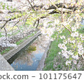 櫻花季節 101175647