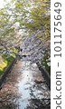 櫻花出現在水面上 101175649