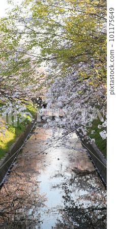 Cherry blossoms appearing on the surface of the water 101175649