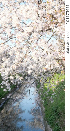 Cherry blossoms blooming along the river full bloom 101175651