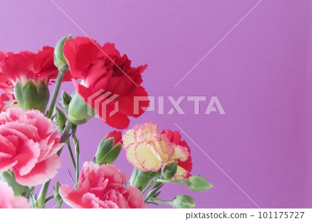 Carnation Mother's Day message card Carnation Mother's Day message card 101175727
