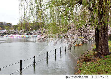 Shinobazu Pond where the swan boat was canceled due to rain 101175783