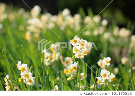 Narcissus in full bloom Narcissus in full bloom 101175836