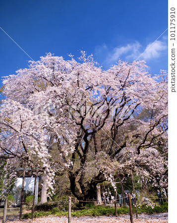 六義園的垂枝櫻花盛開，東京 101175910