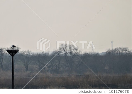 Scenery of a cloudy sky in early spring Stork, a natural monument, building a nest in the Watarase Reservoir Scenery of a cloudy sky in early spring Stork, a natural monument, building a nest in the Watarase Reservoir 101176078
