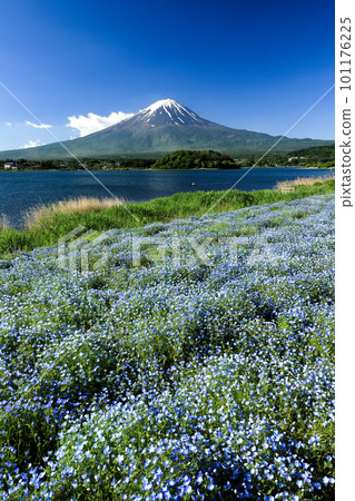 Kawaguchiko Oishi Park and Mt.Fuji in spring with blooming nemophila Kawaguchiko Town, Yamanashi Prefecture 101176225
