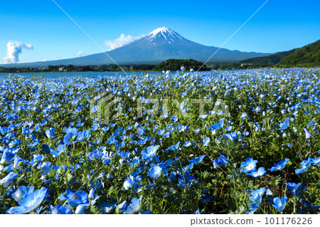 Kawaguchiko Oishi Park and Mt.Fuji in spring with blooming nemophila Kawaguchiko Town, Yamanashi Prefecture 101176226