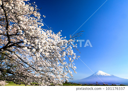 櫻花盛開的日本春天風景和富士山的壯麗景色 101176337