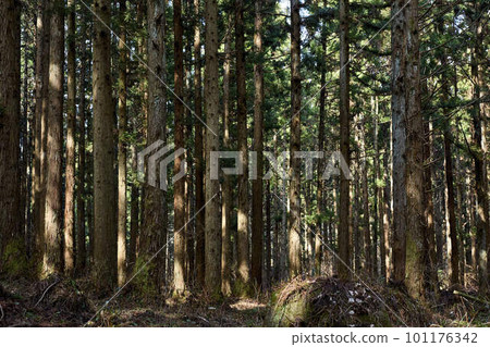 Cedar forest Cedar forest 101176342
