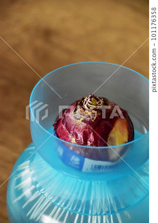 Hyacinth hydroponics close-up 101176358