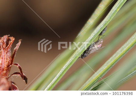Creatures Insects Aphids pine, aphids on pine trees. Winged and wingless, up to 2 mm in size Creatures Insects Aphids pine, aphids on pine trees. Winged and wingless, up to 2 mm in size 101176398