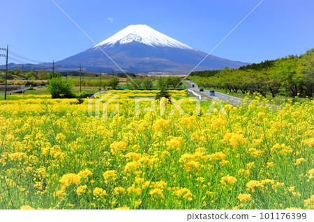 Mt. Fuji seen from the rape field (Fuji Susono Panorama Road) Mt. Fuji seen from the rape field (Fuji Susono Panorama Road) 101176399