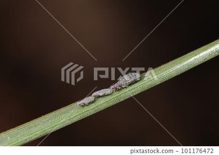 Creature Insect A pine aphid, about 2mm and slender. They don't seem to form groups. Creature Insect A pine aphid, about 2mm and slender. They don't seem to form groups. 101176472
