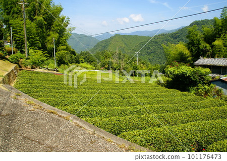 熊野古道和音茶 熊野古道和音茶 101176473