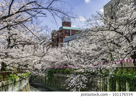 Cherry blossoms in full bloom upstream of the Meguro River in Tokyo Cherry blossoms in full bloom upstream of the Meguro River in Tokyo 101176554