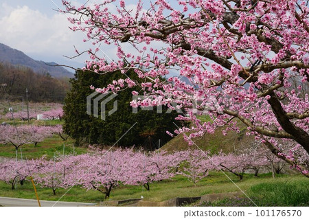 山梨縣韭崎市JR中央本線穴山站~新風站之間的桃園風光 山梨縣韭崎市JR中央本線穴山站~新風站之間的桃園風光 101176570
