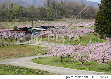 Scenery of a peach field between Anayama Station and Shinpu Station on the JR Chuo Main Line in Nirasaki City, Yamanashi Prefecture 101176571