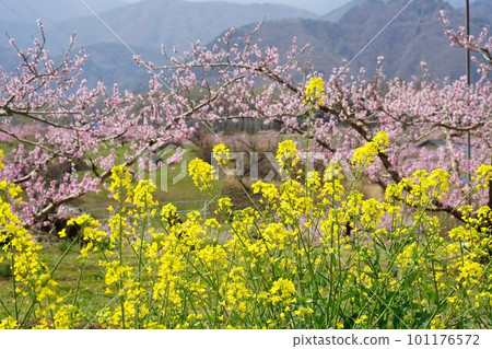 Scenery of peach fields and rape blossoms between Anayama Station and Shinpu Station on the JR Chuo Main Line in Nirasaki City, Yamanashi Prefecture 101176572