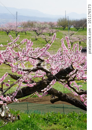 Scenery of a peach field between Anayama Station and Shinpu Station on the JR Chuo Main Line in Nirasaki City, Yamanashi Prefecture 101176573