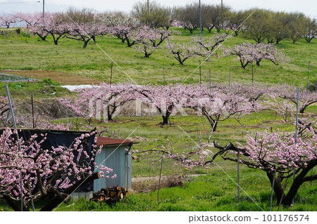 Scenery of a peach field between Anayama Station and Shinpu Station on the JR Chuo Main Line in Nirasaki City, Yamanashi Prefecture 101176574